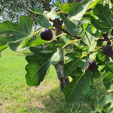 New Skofije Ankaran Koper