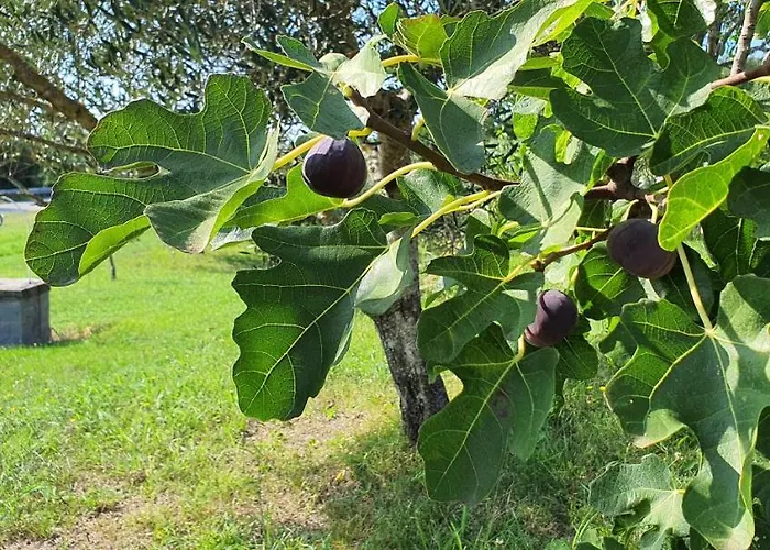 New Skofije Ankaran 코페르